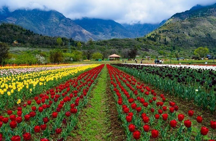Indira Gandhi Memorial Tulip Garden, Srinagar, Jammu and Kashmir - Vushii.com Indira Gandhi Memorial Tulip Garden, Srinagar, Jammu and Kashmir - Vushii.com